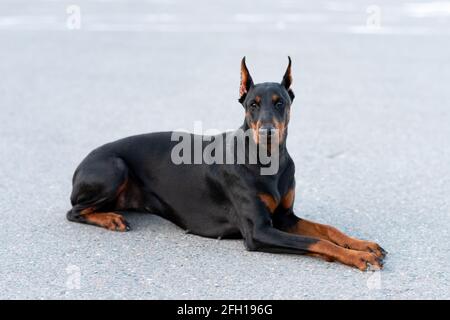 Doberman pinscher se trouve sur une route asphaltée. Photo de haute qualité Banque D'Images