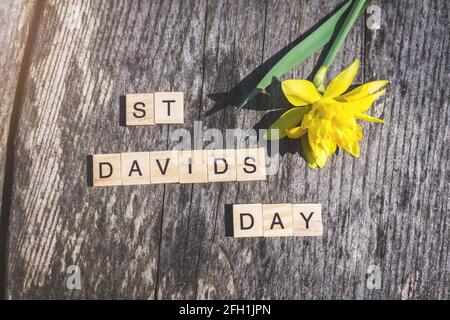 Panneau St Davids Day avec des lettres de carreaux et un seul daffodil jaune sur fond de bois abîmé. Pour la fête de Saint David au pays de Galles Banque D'Images