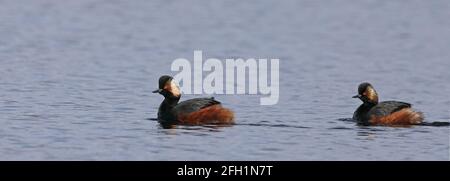 Paire de grebe à col noir dans un plumage de reproduction, panoramique Banque D'Images