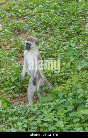Le singe vervet est à la recherche de nourriture dans le parc national de Tarangire, Tansania Banque D'Images