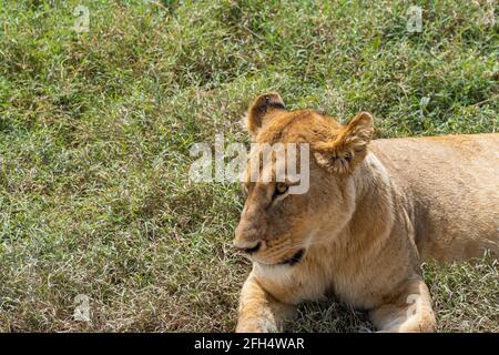 Lion féminin au centre de conservation de Ngorongoro en regardant à côté, gros plan Banque D'Images