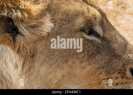 Lion féminin au centre de conservation de Ngorongoro en gros plan Banque D'Images