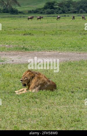 Image verticale d'un lion mâle à la conservation de Ngorongoro La zone se trouve sur du gras vert Banque D'Images