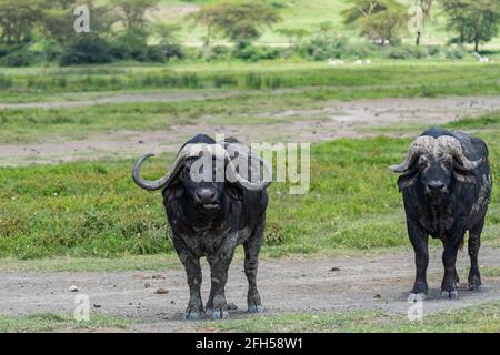Deux buffles regardant la caméra, zone de conservation de Ngorongoro, Tansania Banque D'Images