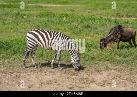 Zebra et Wildbeest en safari dans le cratère de Ngorongoro près du parc national de Serengeti, Tanzanie Banque D'Images