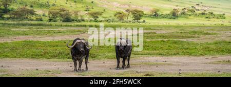 Panorama de deux buffles dans le centre de conservation de Ngorongoro, cratère, Tanzanie Banque D'Images