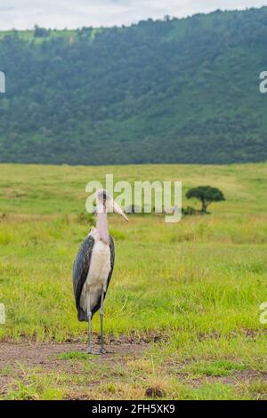 Oiseaux africains. Stork Marabou au Centre de conservation de Ngorongoro, Tanzanie Banque D'Images