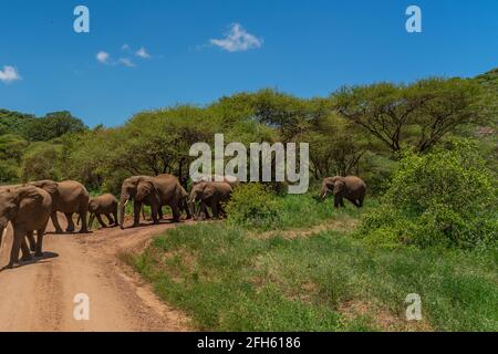 Troupeau d'éléphants de brousse africains marchant le long d'une route dans le parc national de Tarangire en Tanzanie. Banque D'Images
