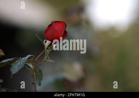 la rose rouge écarlate a fleuri dans le jardin botanique Banque D'Images