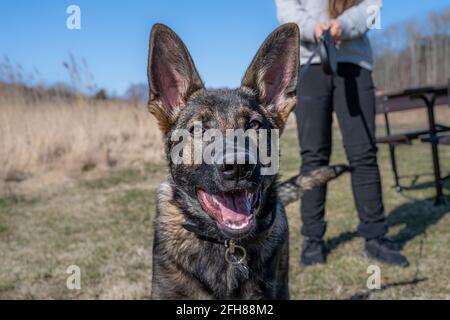 Un heureux chiot Berger allemand de quatre mois regardant l'appareil photo. Race de ligne de travail Banque D'Images