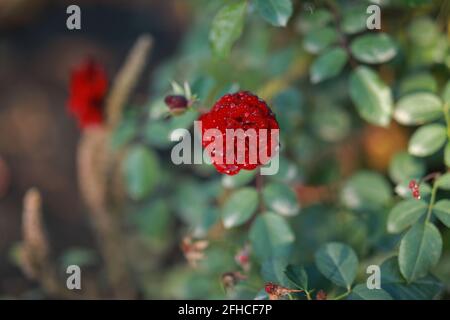 la rose rouge écarlate a fleuri dans le jardin botanique Banque D'Images