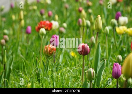 Tulipes colorées poussant sur un lit de fleur de rue ou dans le jardin. Mise au point sélective. Fond de source floral naturel. Banque D'Images