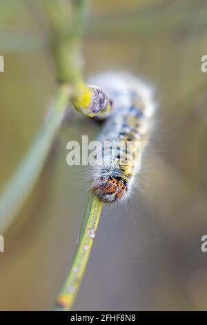 Caterpillar dans son environnement naturel. Banque D'Images