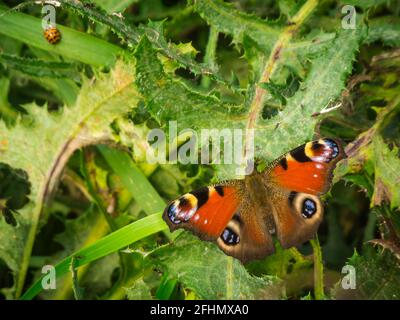 Vue arrière en longueur d'un papillon de paon (lat: Papillon de paon) assis sur les feuilles d'une plante de chardon. Banque D'Images