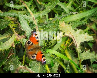 Vue arrière en longueur d'un papillon de paon (lat: Papillon de paon) assis sur les feuilles d'une plante de chardon. Banque D'Images