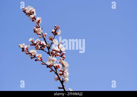 Blanc magnifique Apricot fleurs au sommet de l'arbre à proximité haut Banque D'Images