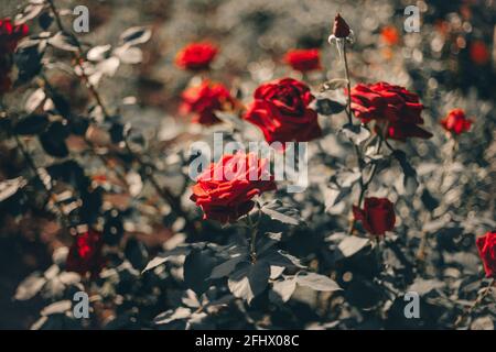 immense beau bouquet de roses de mariage dans la nature Banque D'Images