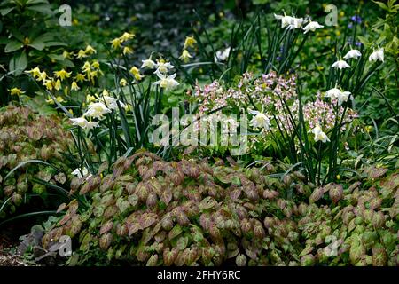 epagedium x versicolor sulfurem,erythronium pagode,narcisse,jonquilles,feuilles,feuillage,fleur jaune,floraison,bois,plantes vivaces,barrenmoort,ombre,s Banque D'Images