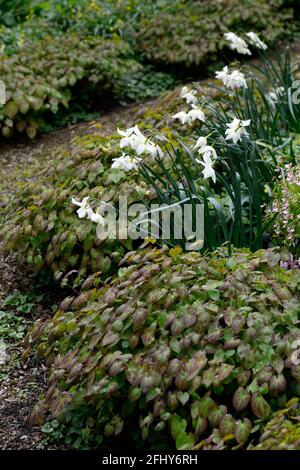 epamedium x versicolor sulfurem,narcisse,jonquilles,feuilles,feuillage,fleur jaune,floraison,bois,plantes vivaces,barrenmoort,ombre,printemps,ombragé,ombragé, Banque D'Images