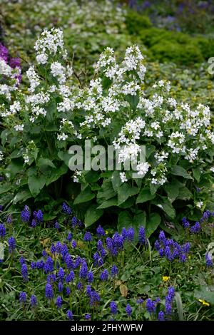 lunaria annua alba,muscari armeniacum,fleur blanche et bleue,fleurs,floraison,printemps,printemps dans le jardin,honnêteté Et jacinthes de raisin, RM Floral Banque D'Images