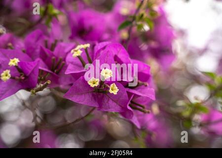 Fleurs violettes de Bougainvillea spectabilis sur fond flou ( bokeh ). Gros plan de bougainvilliers à fleurs violettes. Banque D'Images