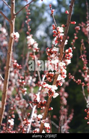 Petites fleurs d'abricot blanc au printemps Banque D'Images