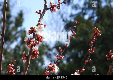Petites fleurs d'abricot blanc au printemps Banque D'Images