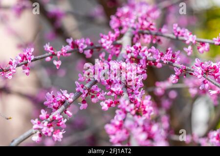 Gros plan des fleurs du Redbud de l'est en fleur sur une branche, fond flou sélectionné Banque D'Images