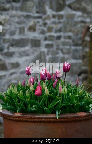 Tulipa,tulipes,tulipes,tulipes,tulipes en pot,tulipes pourpres et blanches,fleur,floraison,schéma de plantation mixte,printemps Le jardin, RM Floral Banque D'Images