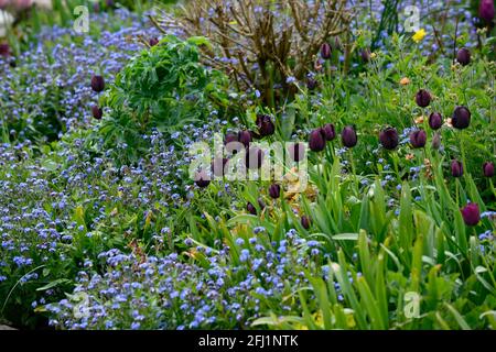 Tulipa Paul Scherer,tulipe Paul Scherer,tulipe triomphale,tulipes,fleurs pourpres-noires,fleurs,fleurs,Forget-me-nots,tulipes et Forget-me-nots,plante mixte Banque D'Images