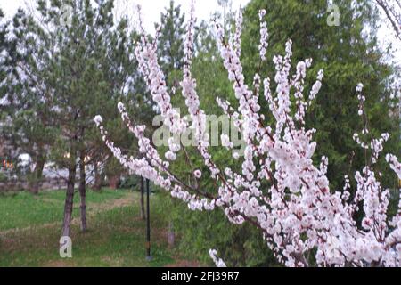 Petites fleurs d'abricot blanc au printemps Banque D'Images