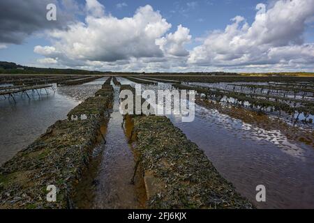 Woodstown Beach, Waterford, Irlande. Plusieurs huîtres et fruits de mer ferme sur la plage.production alimentaire. Banque D'Images