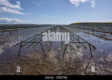 Lignes vides de lits d'huîtres pour l'agriculture. Aquaculture à Waterford Irlande. Banque D'Images