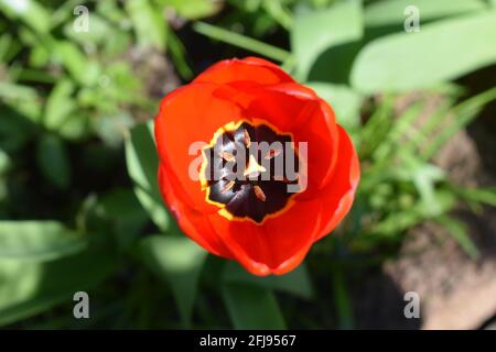 tulipe rouge en fleurs Banque D'Images