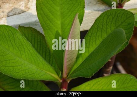 Euphorbia umbellata communément connu sous le nom de buisson de lait africain , une plante verte décorative . Banque D'Images