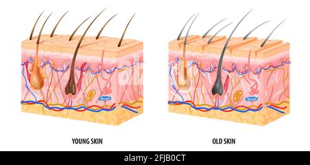Structure anatomique de la peau jeune et ancienne vecteur isolé réaliste illustration Illustration de Vecteur