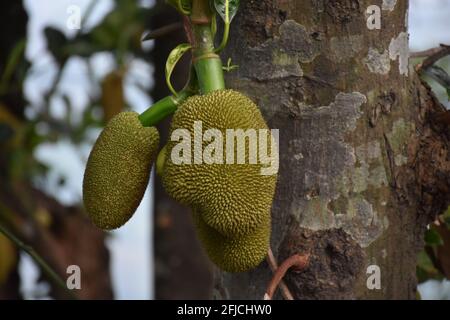 Bouquet de Jack-fruit vert suspendu de son arbre . Banque D'Images