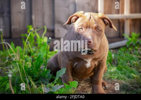 Mignon petit chiot américain de poche marron. Banque D'Images