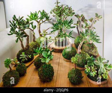 Groupe de kokedamas sur une table en bois. Plantes succulentes. Banque D'Images