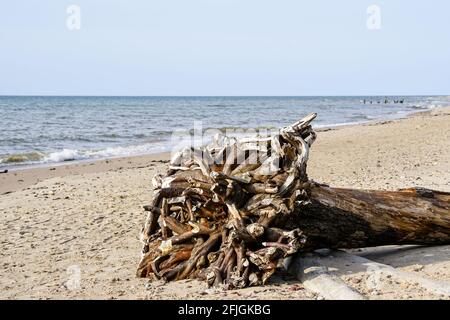 tronc d'arbre de falled avec des racines sur les rives du Mer Baltique Banque D'Images