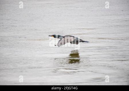 Un cormorant noir survole la rivière Susquehanna près du barrage de Conowingo dans le comté de Cecil, Maryland. Banque D'Images