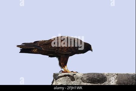 Galapagos Hawk assis; bande d'identification, gros plan, Buteo Galapagoensis, oiseau de proie, Faune, nature, Amérique du Sud, Îles Galapagos, Iles Hood Banque D'Images