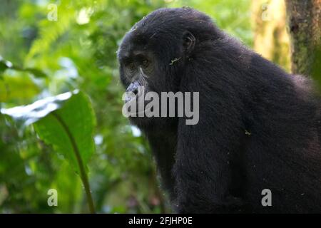 Un jeune homme de montagne Gorilla dans le parc national impénétrable de Bwindi, en Ouganda Banque D'Images