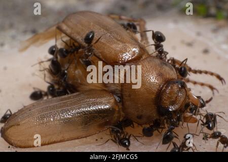 Groupe d'Ants démemberant un dendroctone de la mort à apporter à la colonie, fourmis stockant la nourriture. Fourmis nettoyant un insecte mort sur le sol. Banque D'Images