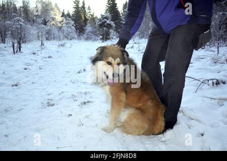 Un homme marche avec un grand chien déchiqueuse dans le forêt en hiver Banque D'Images