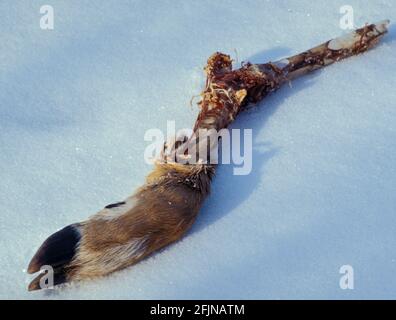 Les restes d'une jambe de cerf couché sur la neige dans les morts de l'hiver. Banque D'Images