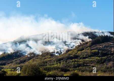 Shiplake, Dunmanway, West Cork, Irlande. 25 avril 2021. Les pompiers ont été cet après-midi à la lutte contre un important feu de gorge à Shiplake, juste à l'extérieur de Dunmanway dans l'ouest de Cork. Des équipages de Dunmanway, Clonakilty et Bantry ont été appelés pour combattre l'incendie, ainsi qu'un hélicoptère du corps d'aviation irlandais. Crédit : AG News/Alay Live News Banque D'Images