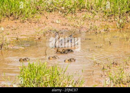 Mère canard collard nageant le long dans l'eau boueuse peu profonde s'assurer que ses conduits sont tous ensemble dans les zones humides par une journée ensoleillée à spri Banque D'Images