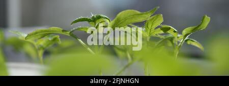 Plantules vertes de tomate poussant dans des pots de fleurs à la fenêtre Banque D'Images