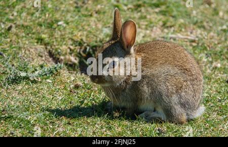 Macro gros plan d'un jeune lapin sauvage (Oryctolagus cuniculus) à la fourrure brune scintillant au soleil Banque D'Images